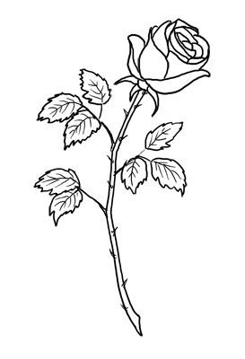 273x400 single rose stem drawing - Rose With Stem Drawing