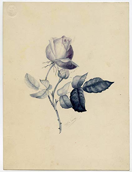 424x550 antique drawing rose stem leaf de lance wall art - Rose With Stem Drawing
