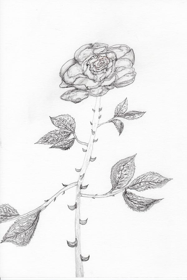 600x900 Rose Has Thorns Drawing - Rose With Thorns Drawing