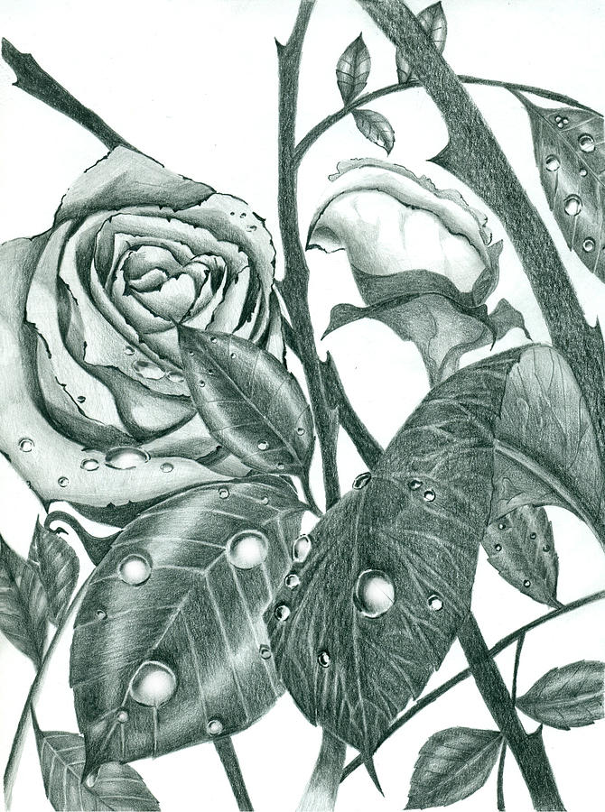 Rose With Thorns Drawing at Explore collection of