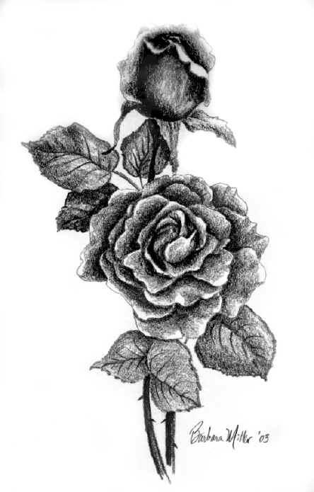 Rose With Thorns Drawing at PaintingValley.com | Explore collection of ...