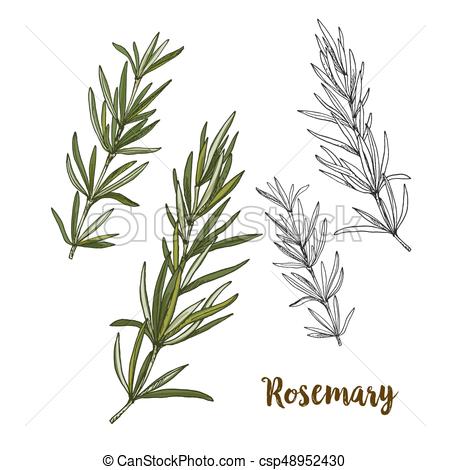 450x470 full color realistic sketch illustration of rosemary, vector - Rosemary Drawing