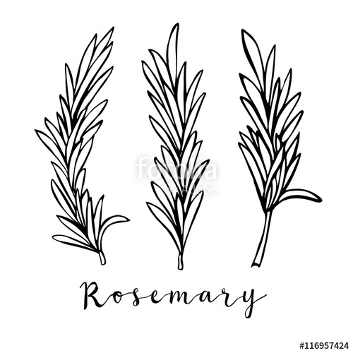 500x500 hand drawn rosemary in vector stock image and royalty free vector - Rosemary Drawing