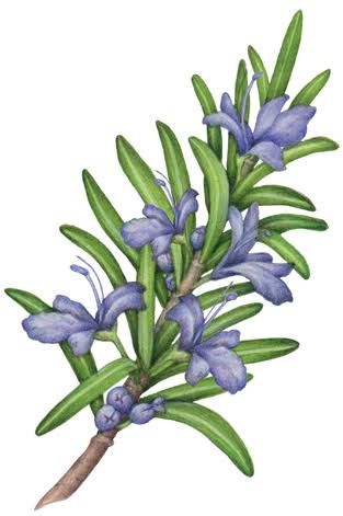 313x471 image result for drawing rosemary flowers trip flowers - Rosemary Drawing
