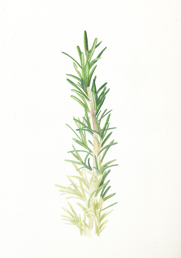 596x850 nuncketest rosemary continued - Rosemary Drawing