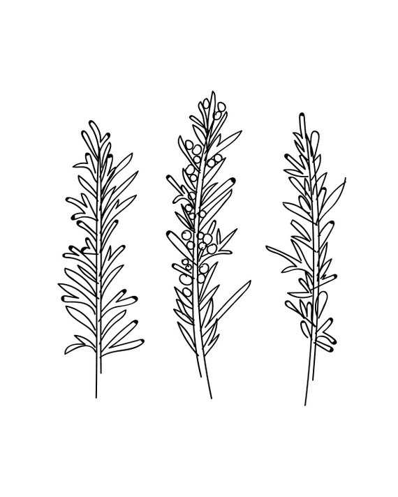 570x712 printable rosemary drawing downloadable rosemary print etsy - Rosemary Drawing