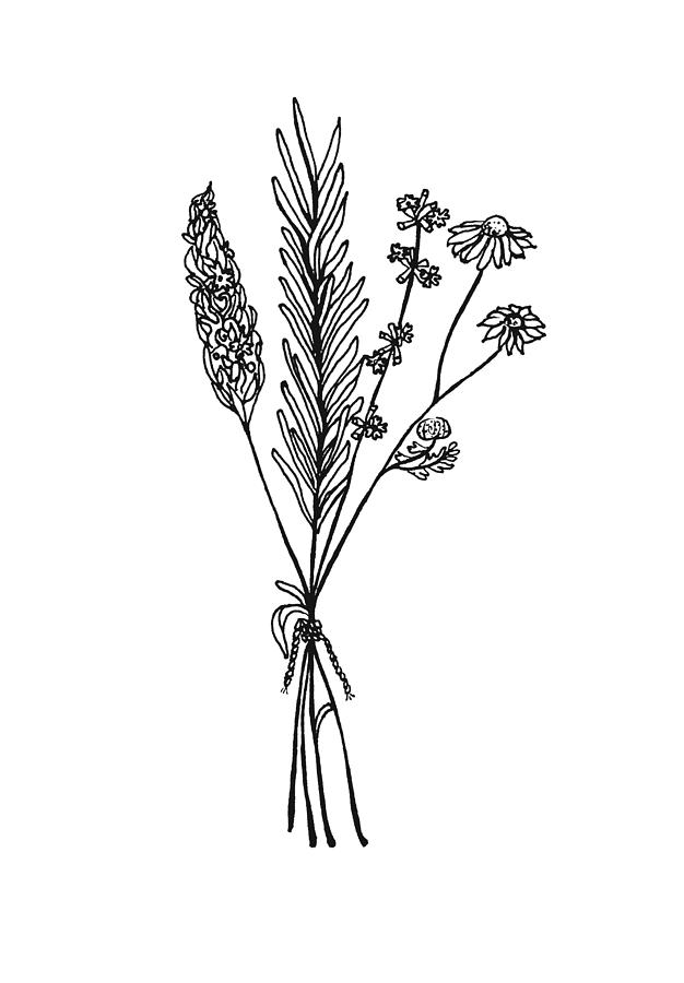626x900 rosemary drawing herb for free download - Rosemary Drawing