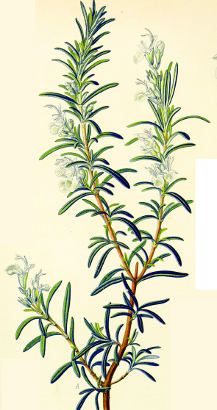 217x410 rosemary cut leaf - Rosemary Drawing