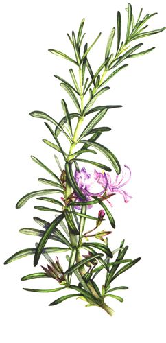 242x500 rosemary drawing - Rosemary Drawing