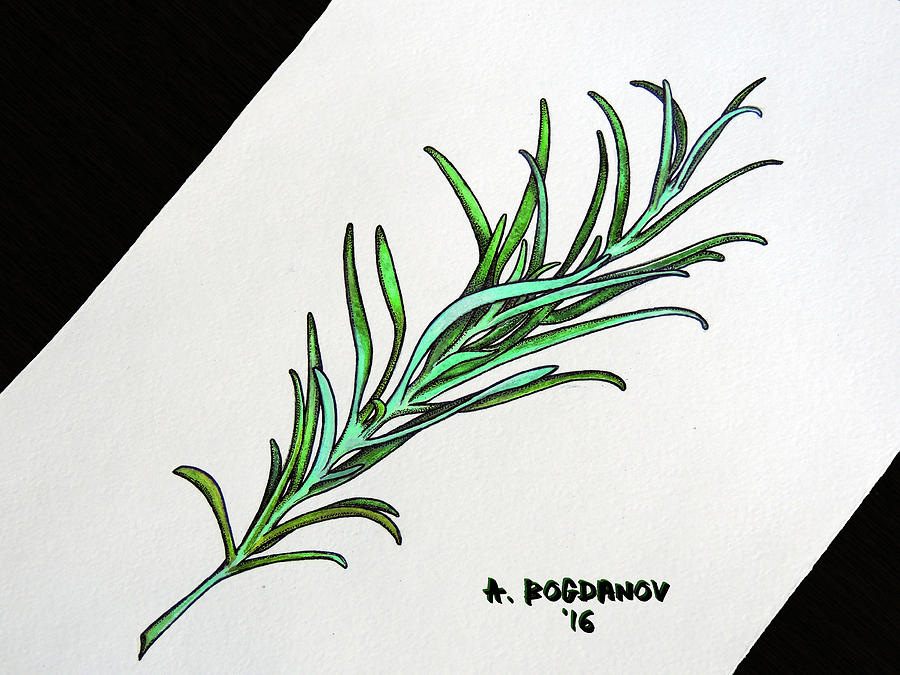 900x675 rosemary drawing - Rosemary Drawing