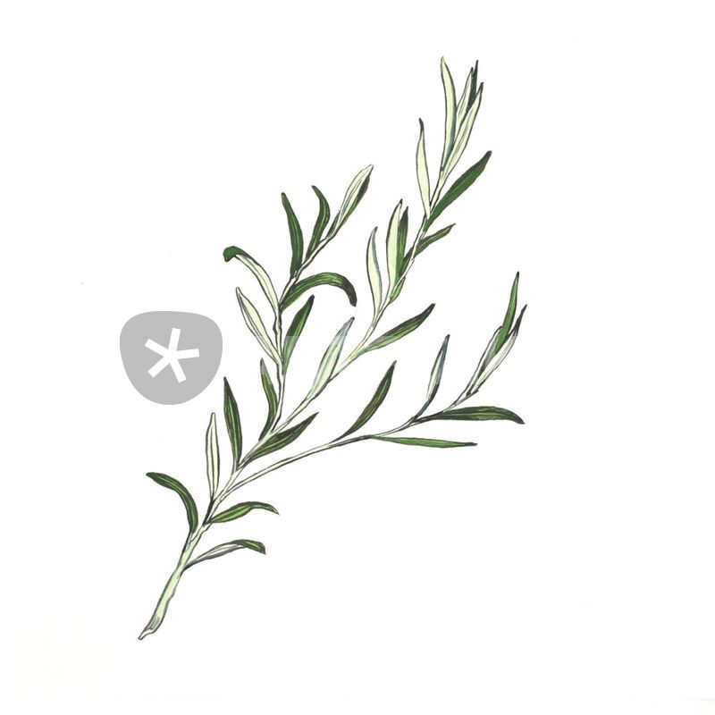 800x800 rosemary drawing - Rosemary Drawing