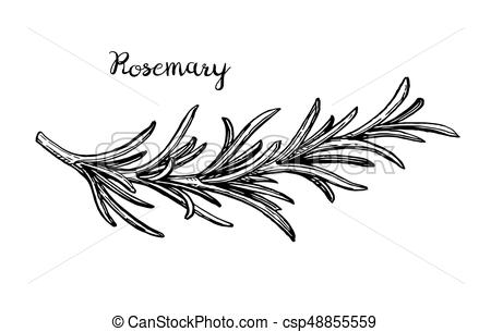450x305 rosemary branch sketch rosemary branch isolated on white - Rosemary Drawing