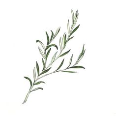 236x236 best rosemary tattoo images floral tattoos, rosemary tattoo - Rosemary Drawing