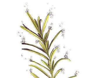 340x270 rosemary drawing etsy - Rosemary Drawing