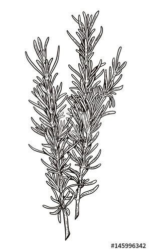 297x500 rosemary illustration, drawing, engraving, ink, line art, vector - Rosemary Drawing