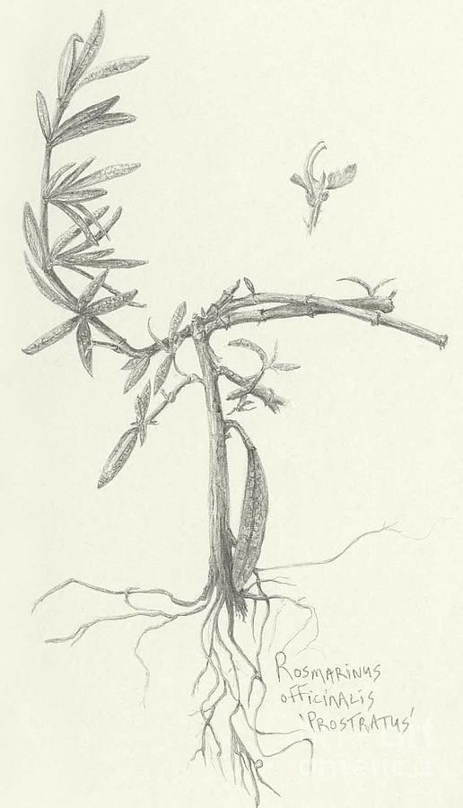 516x900 three herbs - Rosemary Drawing
