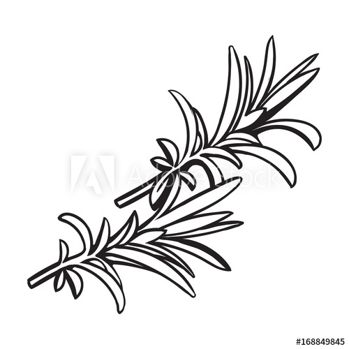 500x500 rosemary herbs, spices, ingredients, black and white outline - Rosemary Drawing