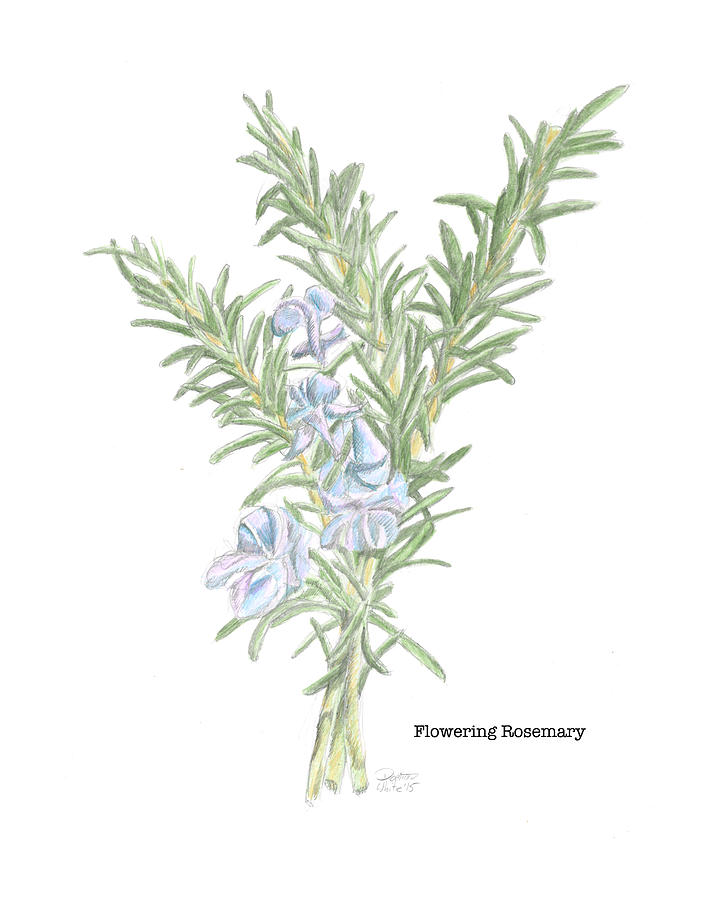 720x900 flowering rosemary drawing - Rosemary Drawing
