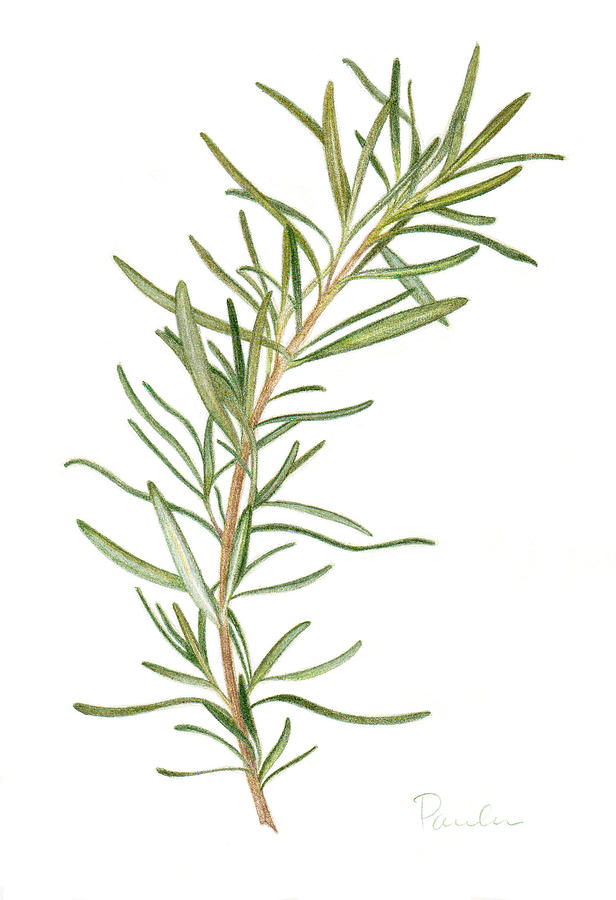 616x900 fresh rosemary drawing - Rosemary Drawing