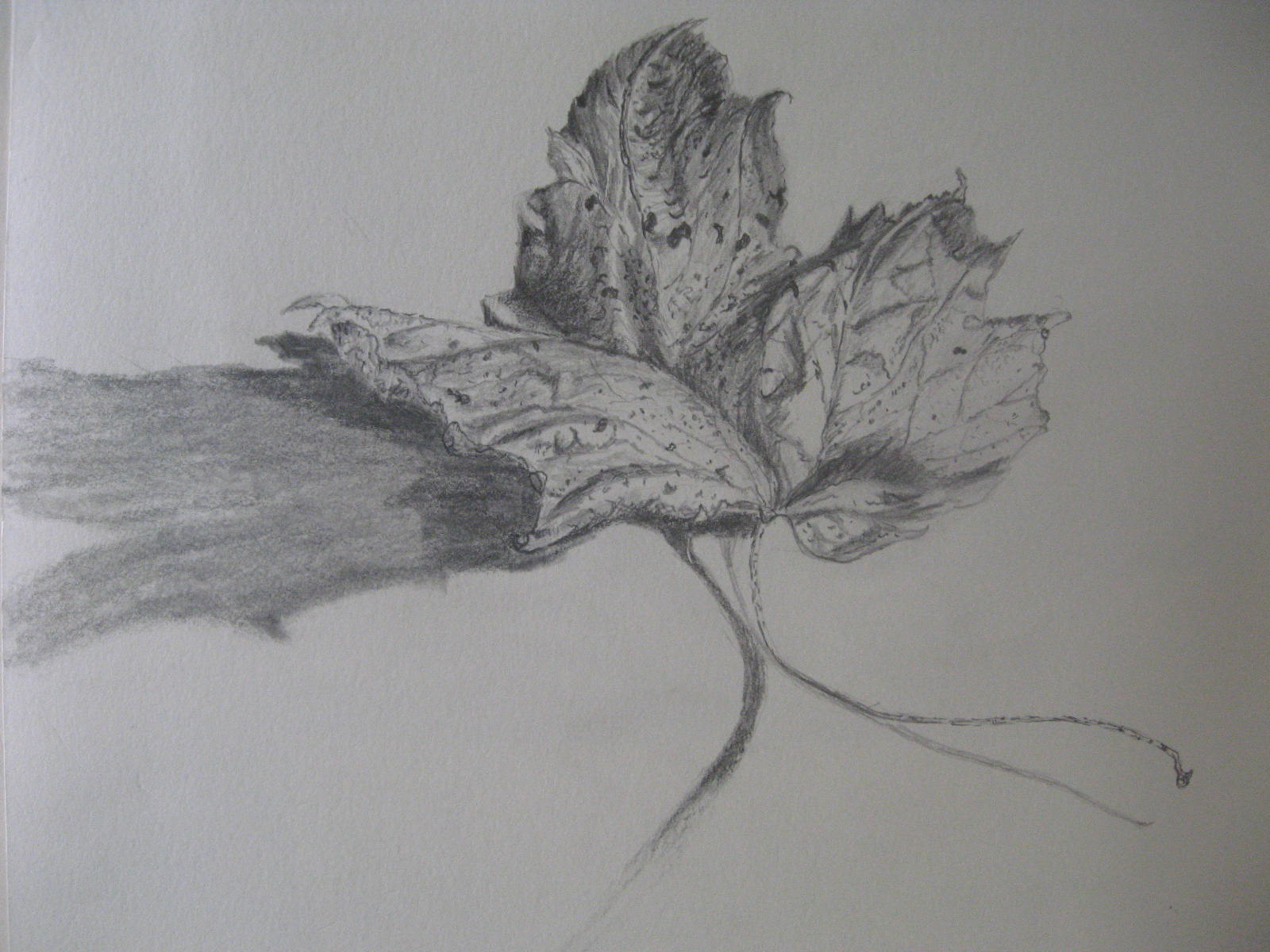 1600x1200 rotary pencil sketch drawing and natural form and space jenny - Rotary Drawing