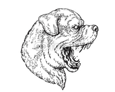 Rottweiler Drawing