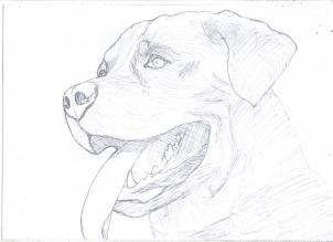 302x219 how to draw a realistic rottweiler, step - Rottweiler Drawing