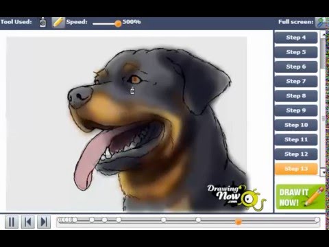 480x360 how to draw a rottweiler dog - Rottweiler Drawing
