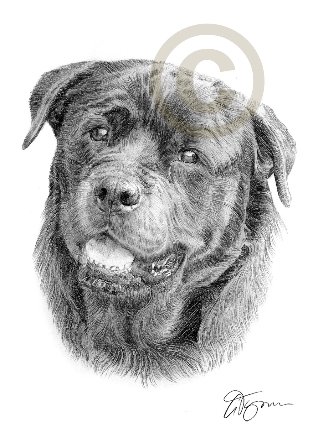 1000x1414 rottweiler art print pencil drawing signed - Rottweiler Drawing