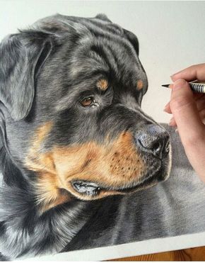 290x371 realism rottweiler drawing love these dogs and this drawing - Rottweiler Drawing