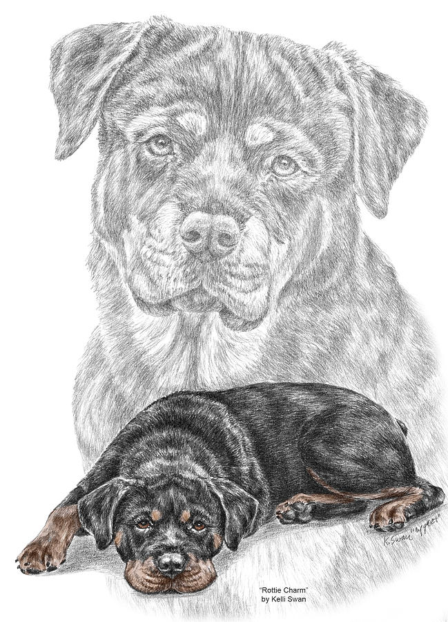 649x900 rottie charm - Rottweiler Drawing