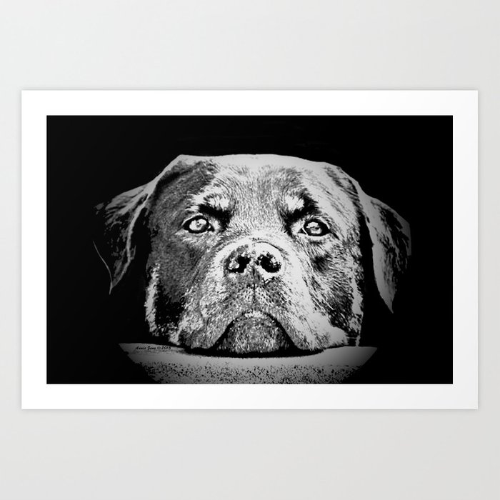 700x700 rottweiler drawing - Rottweiler Drawing