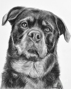 240x300 rottweiler drawing titled mama drawing - Rottweiler Drawing