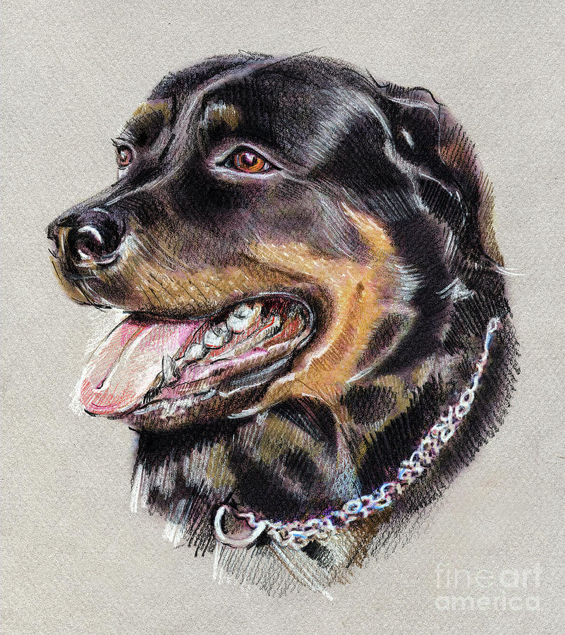 Rottweiler Drawing at Explore collection of