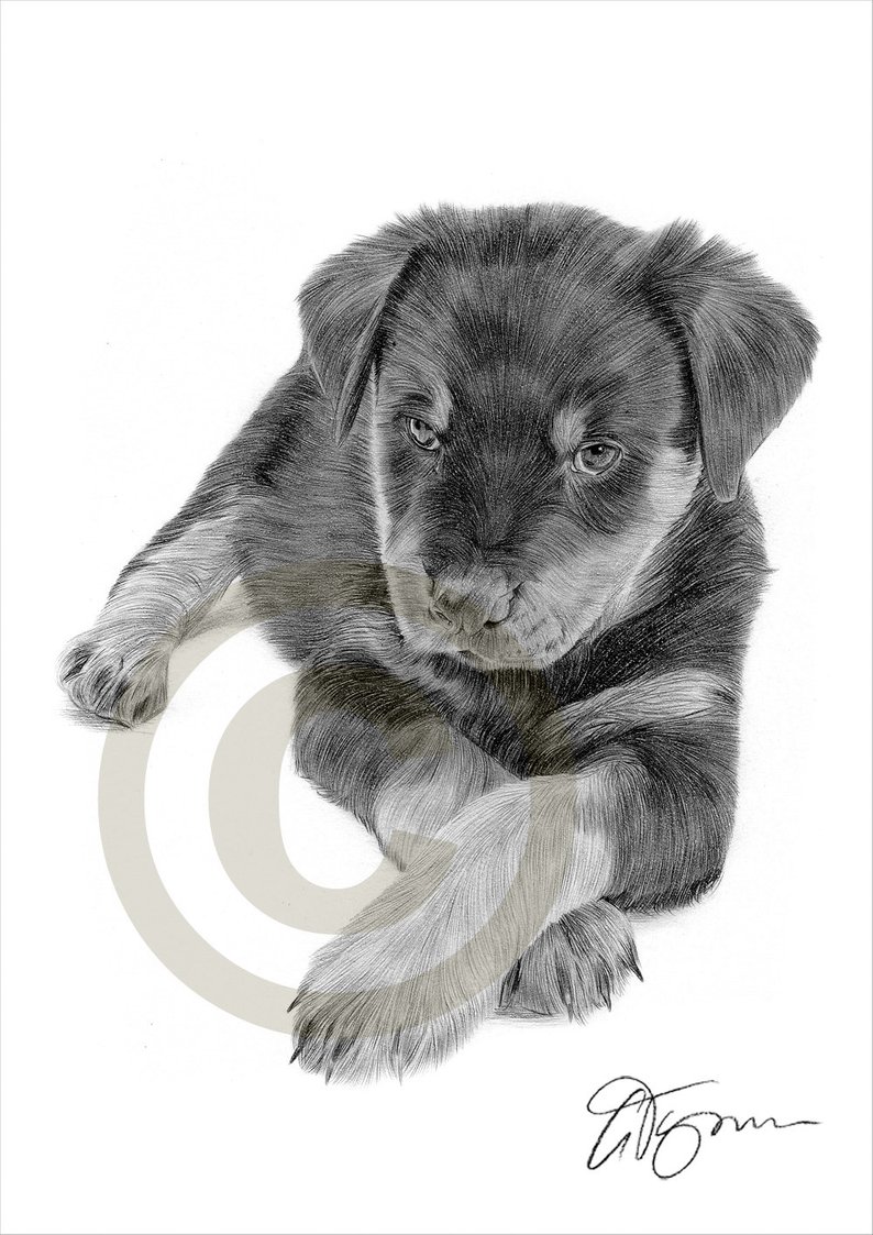 794x1123 rottweiler puppy pencil drawing print artwork signed - Rottweiler Drawing