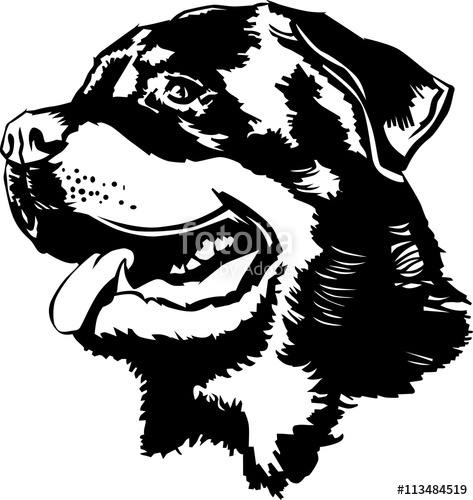 473x500 rottweiler head drawing stock image and royalty free vector - Rottweiler Drawing