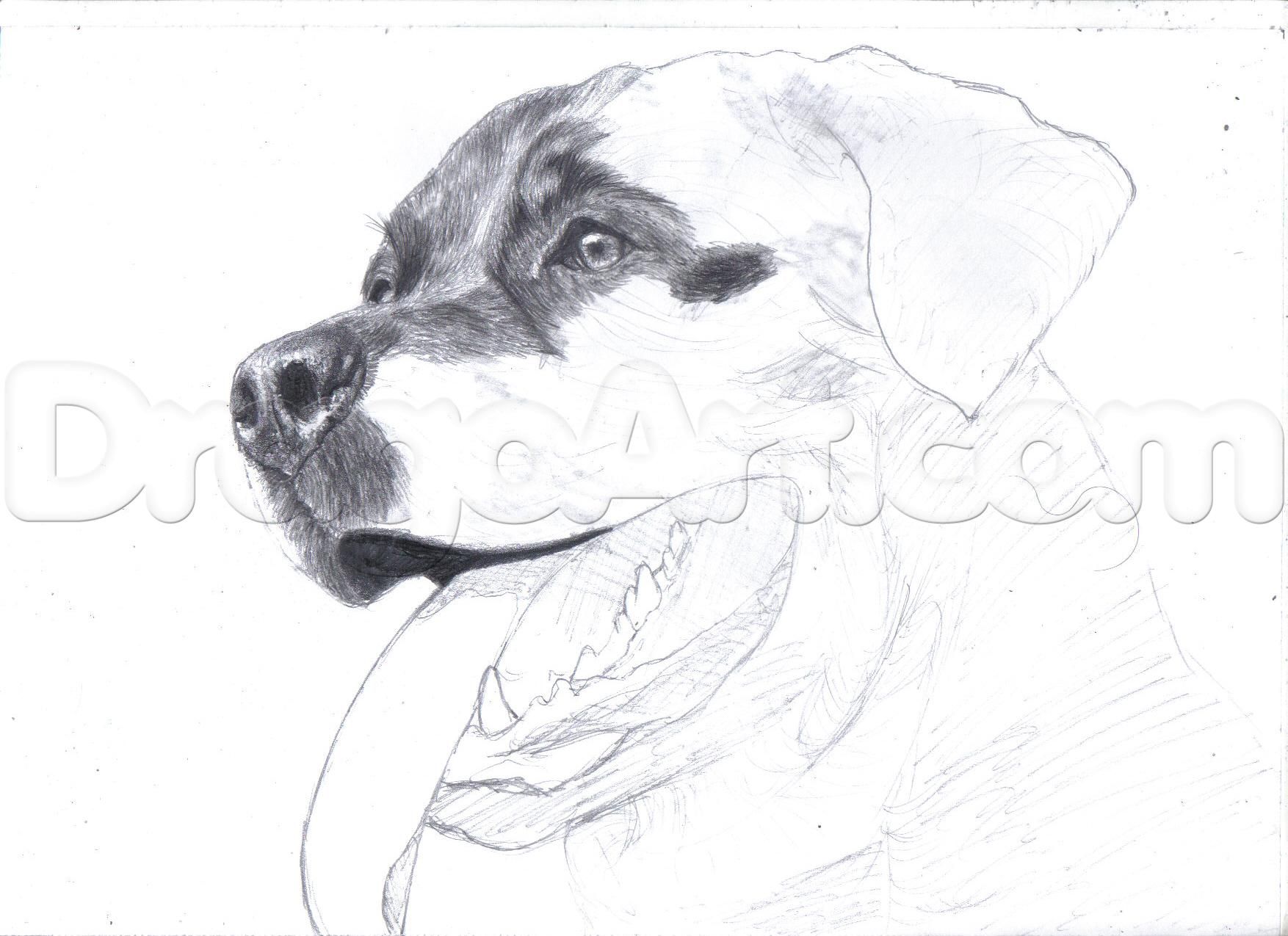 1754x1275 how to draw a realistic rottweiler step art drawings - Rottweiler Drawing