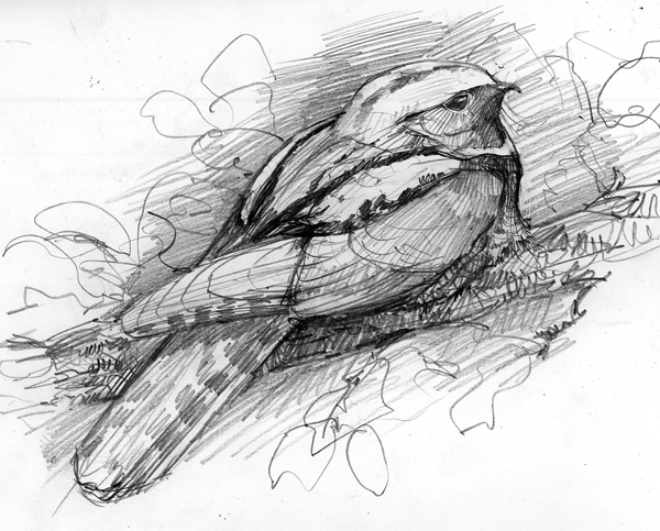 600x483 rough drawing pictures drawing skill - Rough Drawing