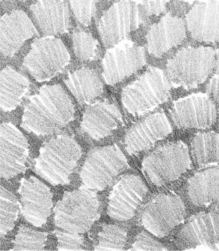 318x364 Creating Animal Textures - Rough Texture Drawing