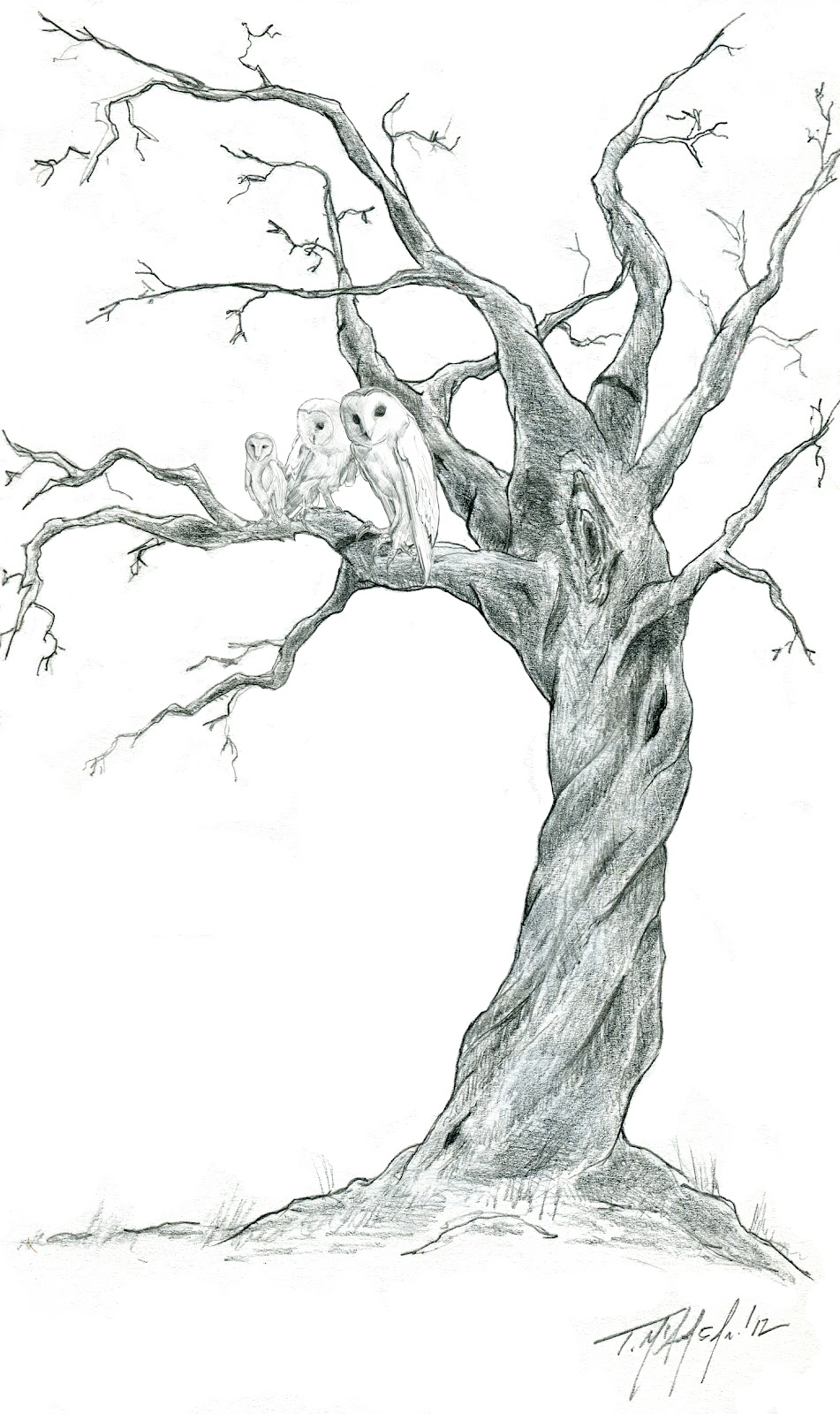 951x1600 concept to creation rowan tree sketch - Rowan Tree Drawing