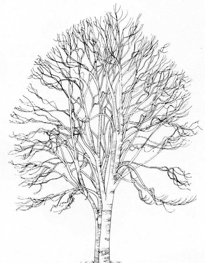 Rowan Tree Drawing at PaintingValley.com | Explore collection of Rowan ...