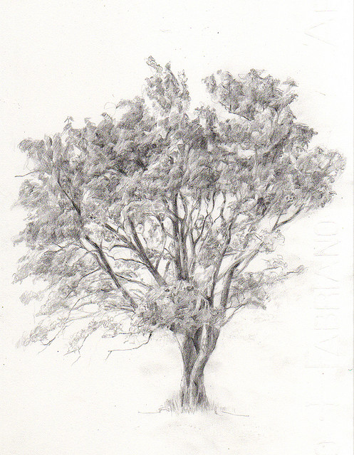 Rowan Tree Drawing at PaintingValley.com | Explore collection of Rowan ...