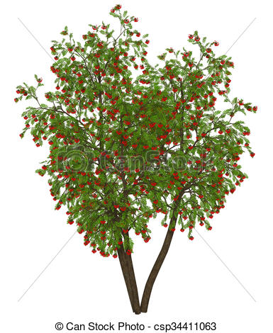 385x470 rowan tree illustration isolated on the white background - Rowan Tree Drawing