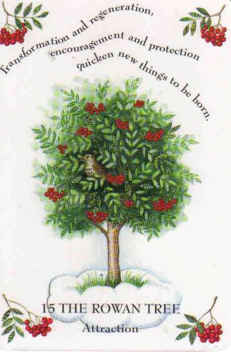 456x694 rowan - Rowan Tree Drawing