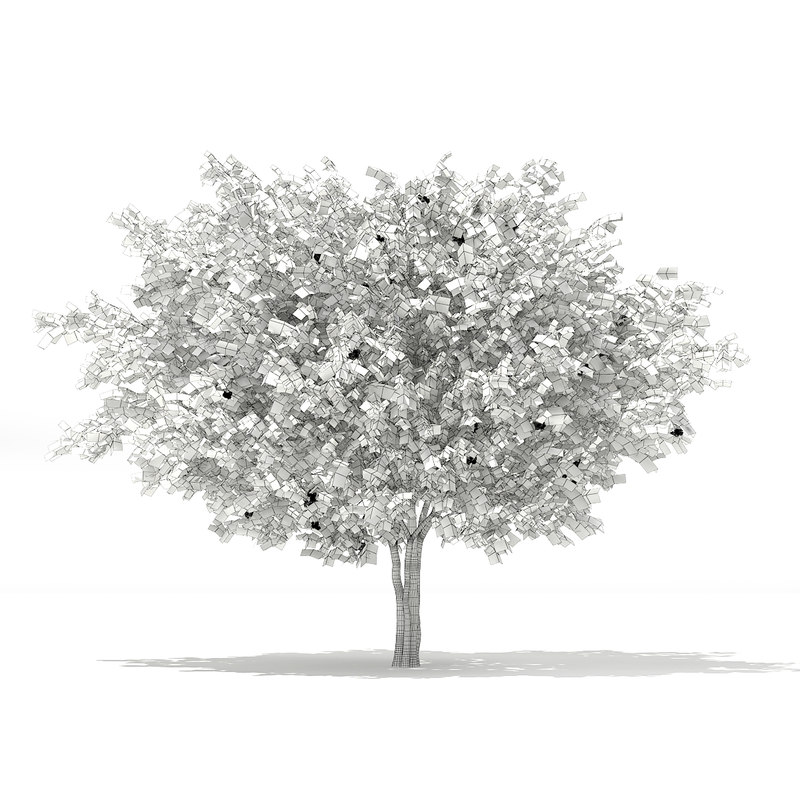 800x800 max european rowan tree sorbus - Rowan Tree Drawing