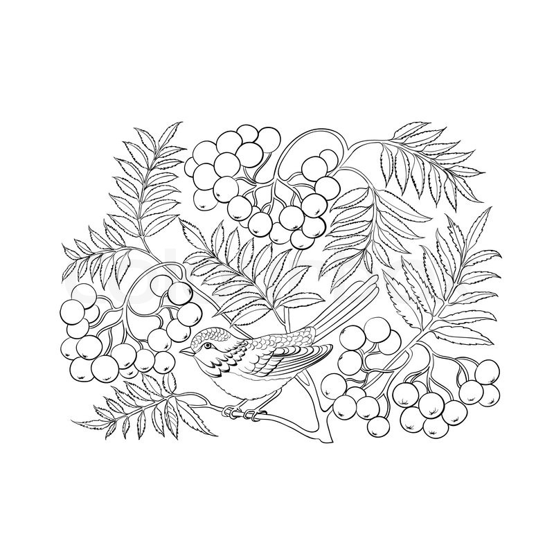 800x800 art rowan tree isolated over white stock vector colourbox - Rowan Tree Drawing