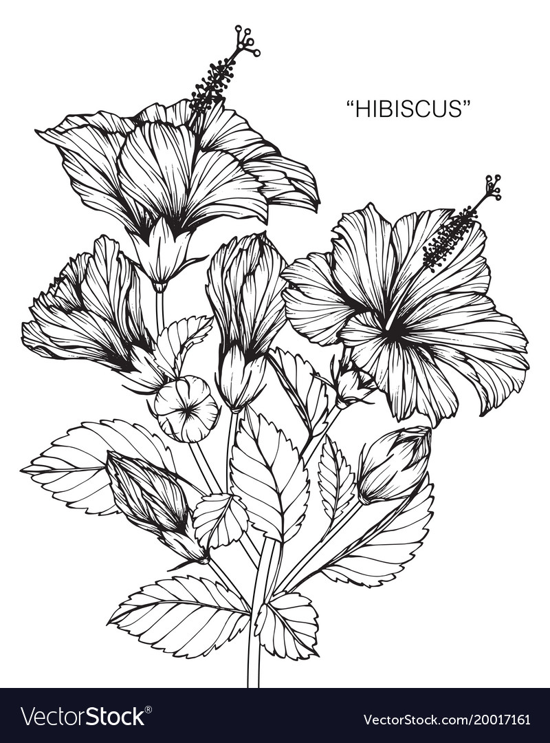 800x1080 flower of hibiscus plant drawing hibiscus flower drawing royalty - Royalty Free Drawings