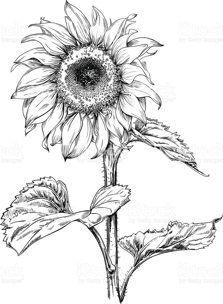 752x1024 Hand Drawn Vector Artwork In Pen Ink Style Of A Sunflower - Royalty Free Drawings