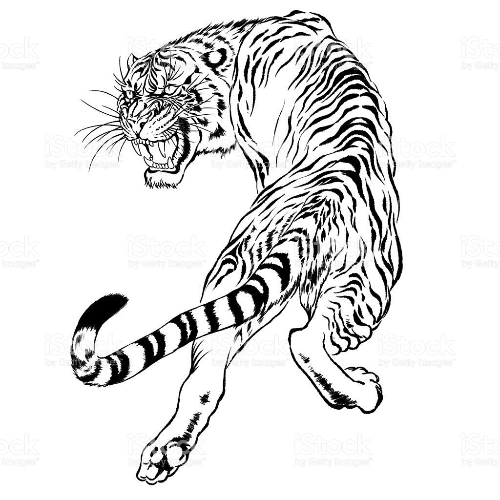 1024x1024 Black And White Drawing Of A Japanese Tiger Royalty Free Stock - Royalty Free Drawings
