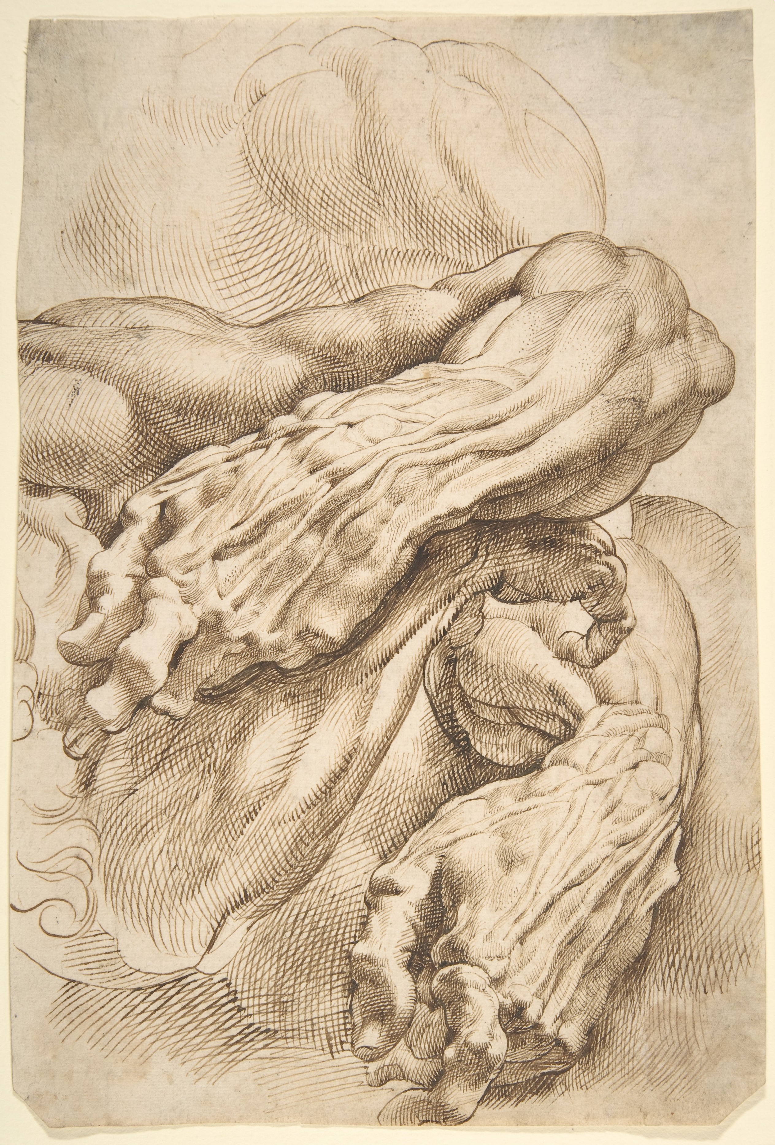 2527x3735 Peter Paul Rubens Anatomical Studies A Left Forearm In Two - Rubens Drawings