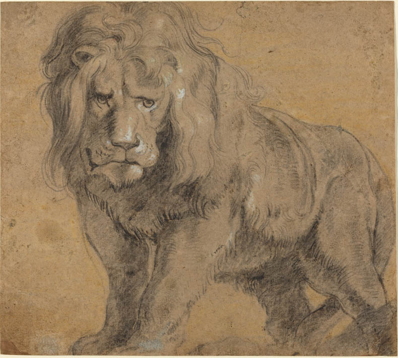 790x712 the last word on nothing drawings of drawings of lions - Rubens Drawings